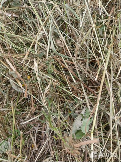 Сено для кроликов