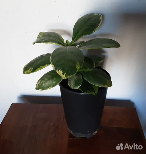 Фикус Мелани вариегатный