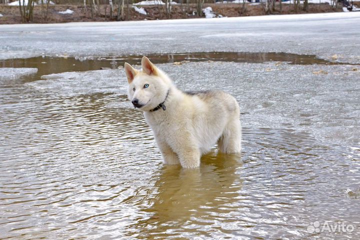 Мини хаски