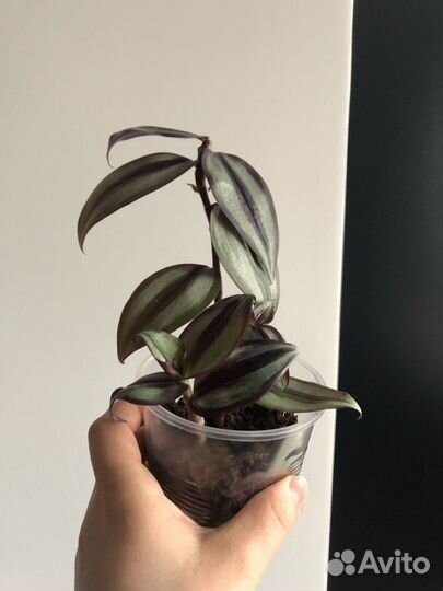 Традесканция зебрина