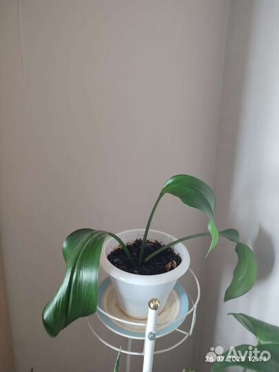 Эухарис амазонская лилия