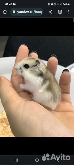 Джунгарский хомяк