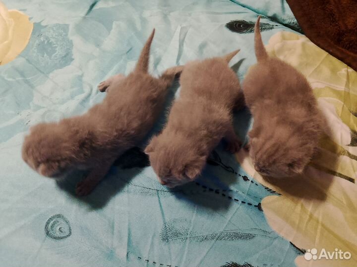 Остался 1 котёнок мальчик