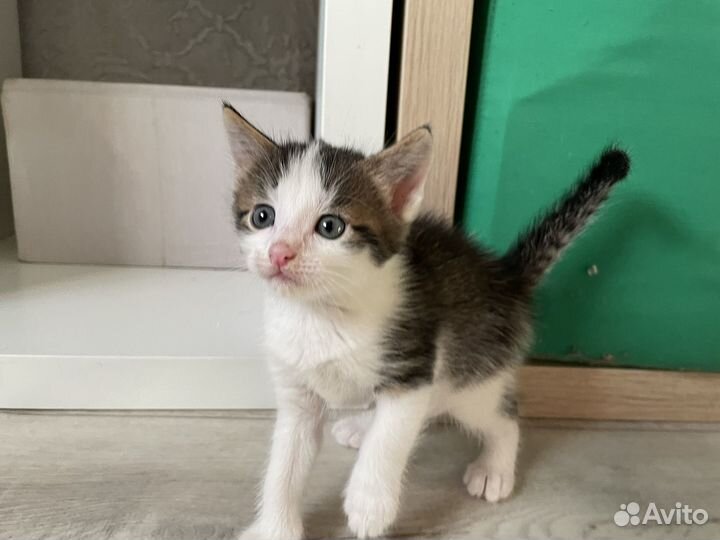 Котята мейн-кун