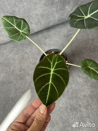 Алоказия black velvet