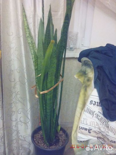 Комнатные домашние растения