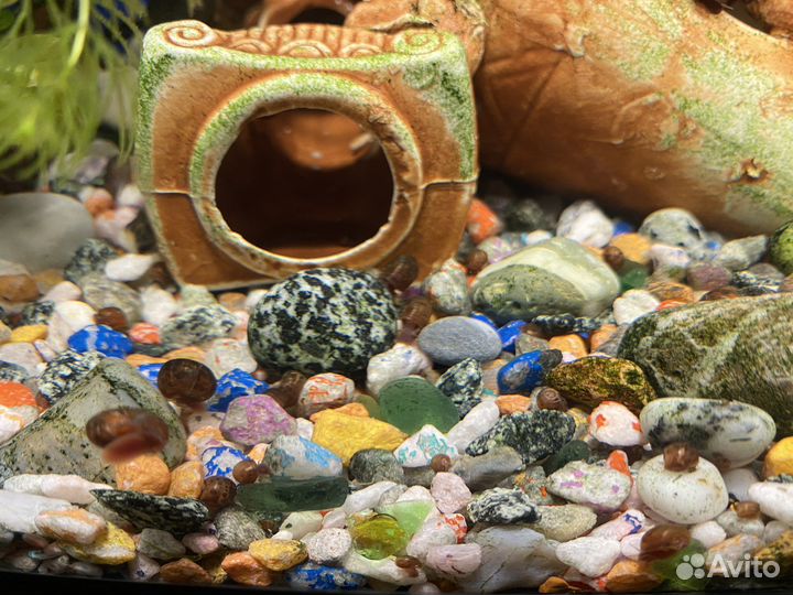 Улитки аквариумные