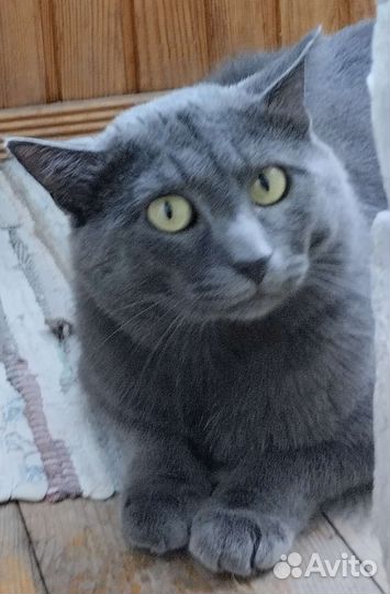 Кот