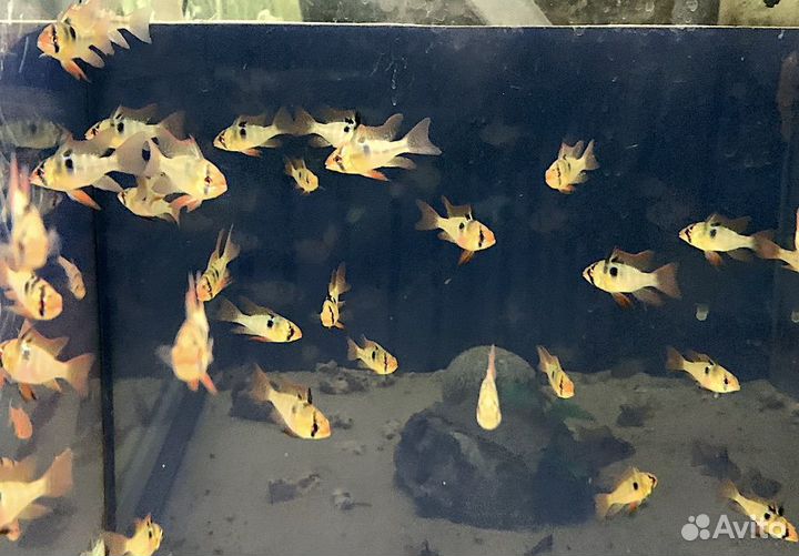 Апистограммы