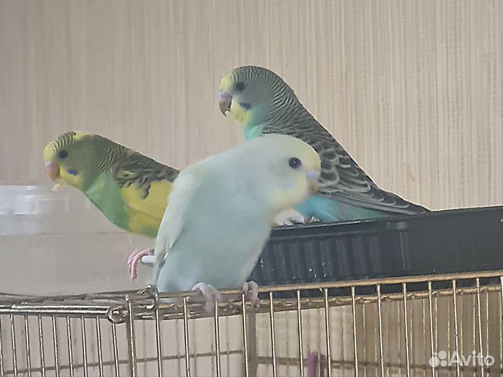 Волнистый попугай