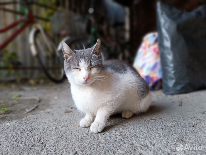 Кошечка очень ждёт своего человека