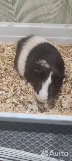 Морская свинка