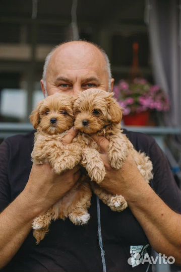 Щенки мальтипу тедди