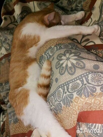 Кот Барсик кастрирован