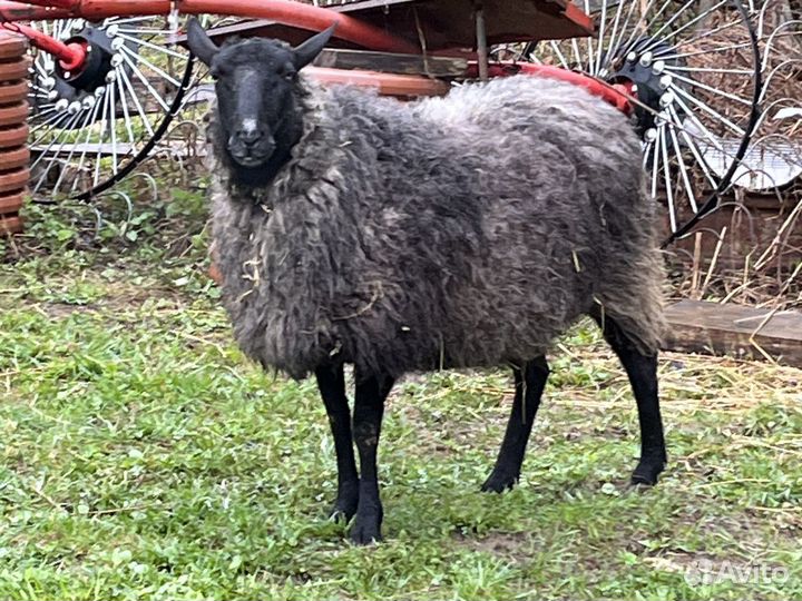 Молодая племенная овца