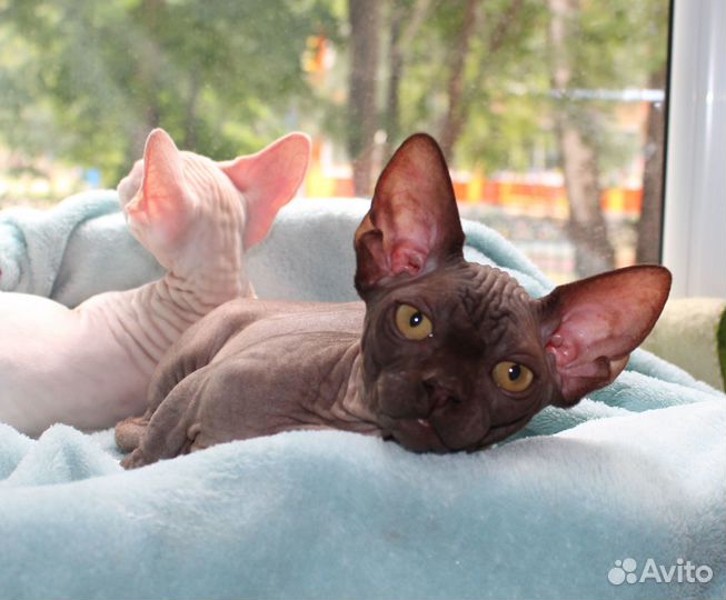 Мальчик шоколадный бамбино