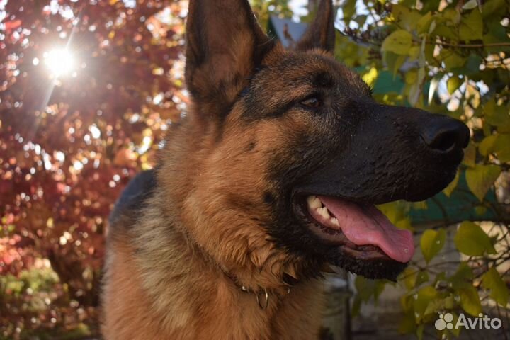 Немецкая овчарка для вязки