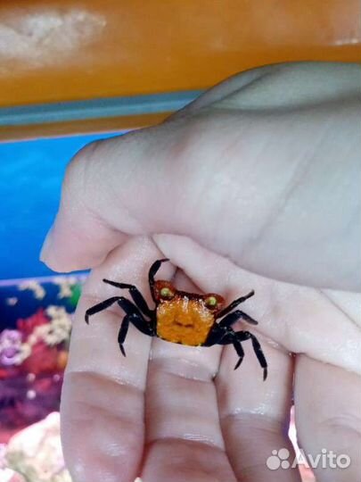 Консультация аквариумиста, уход за аквариумом