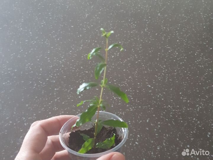 Комнатный гранат