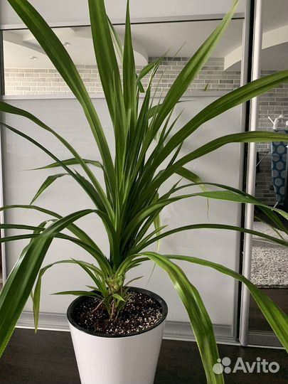 Пальма панданус