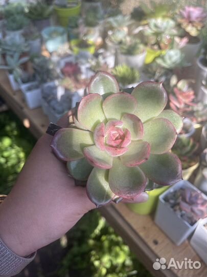 Суккуленты