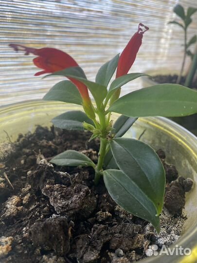 Эсхинантус