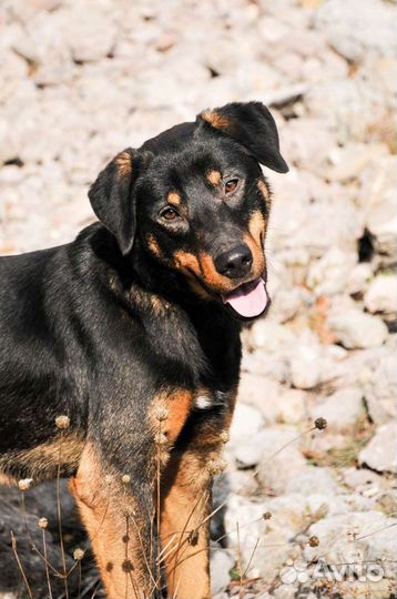 Метис овчарки