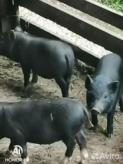 Вьетнамск вислобрюхий поросенок