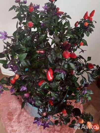 Коллекционный сортовой перец