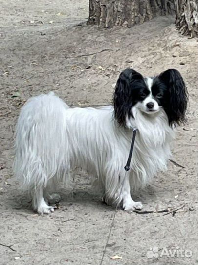 Папийон вязка