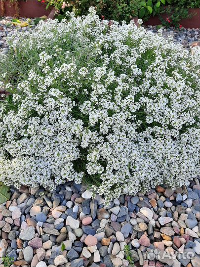 Вегетативные черенки