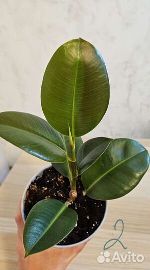Фикус эластика робуста