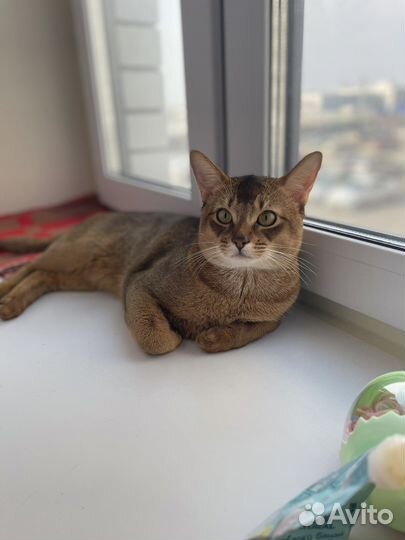 Абиссинец вязка