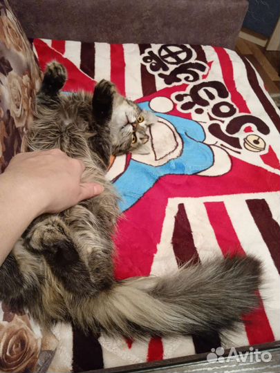 Молодая кошечка Пушка, 11 месяцев