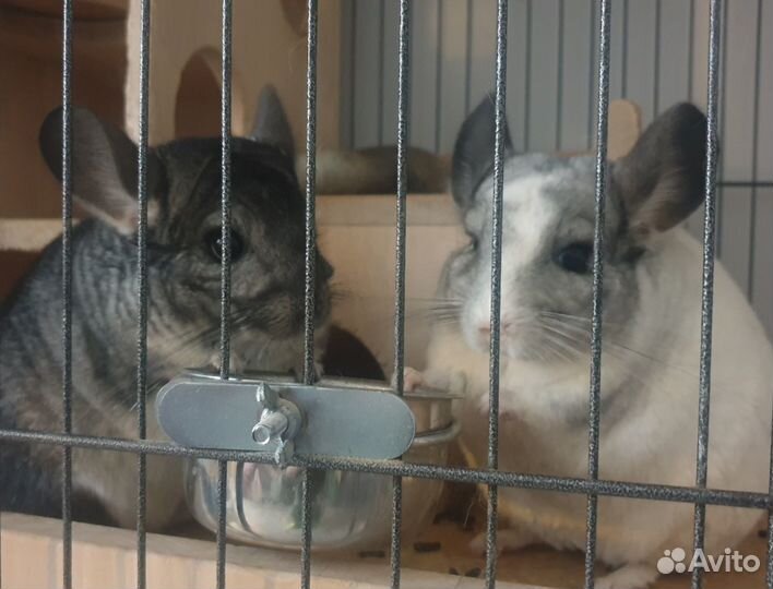 2 шиншиллы-девочки и клетка Credo 140 см