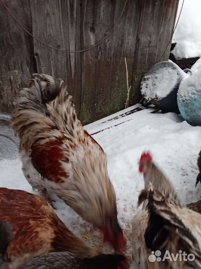 Инкубационное яйцо кур