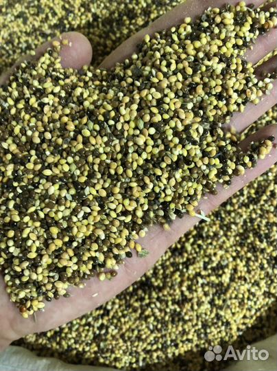 Просо красное желтое