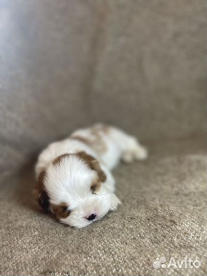 Кавалер кинг Чарльз спаниель