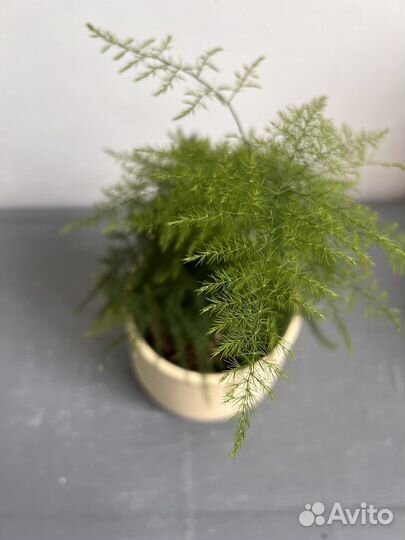 Аспарагус комнатный (спаржа)