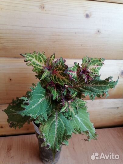 Колеусы вегетативные каллизия