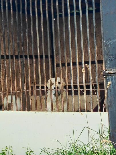 Среднеазиатская овчарка