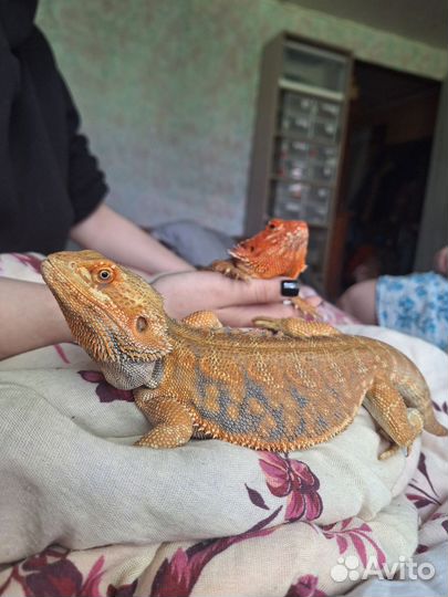 Бородатая агама самец