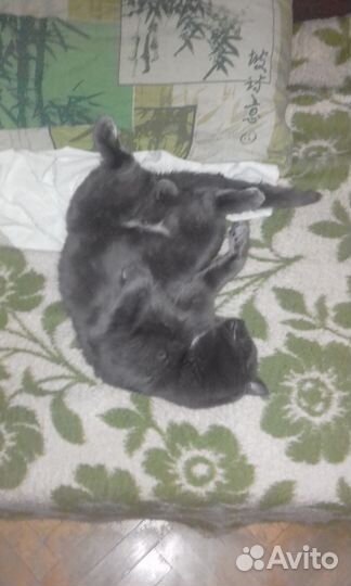 Идеальный кот в добрые руки