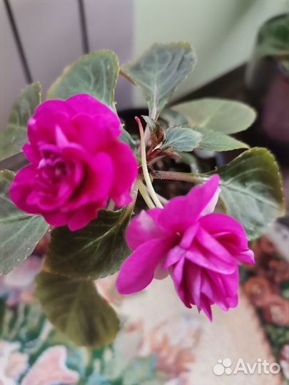 Бальзамины махровые