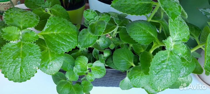 Комнатная мята