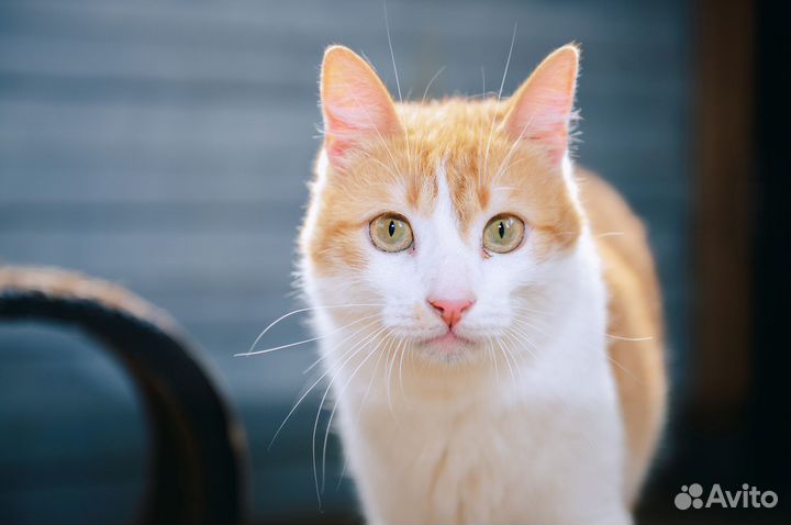 Трогательный кот Кекс ищет дом