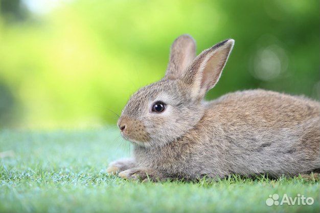 Мини карликовый кролик