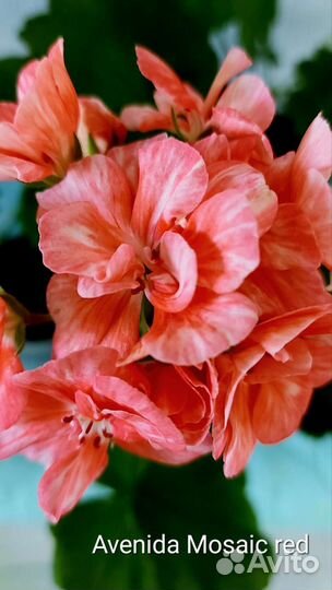 Пеларгония герань