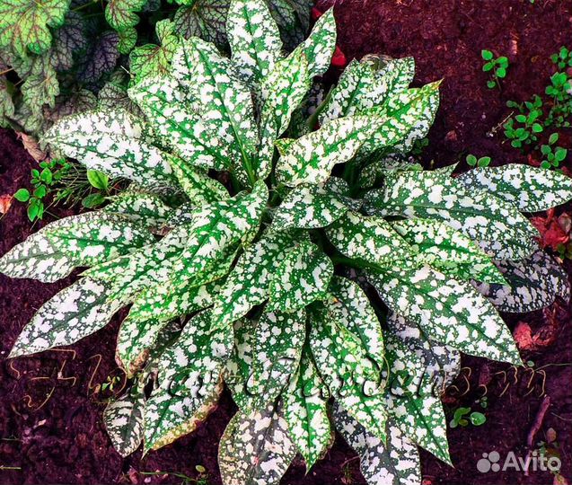 Медуница сахарная