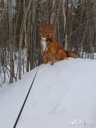 Собака для вязки